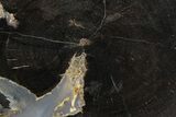 Petrified Wood (Schinoxylon) Limb Round - Blue Forest, Wyoming #371132-1